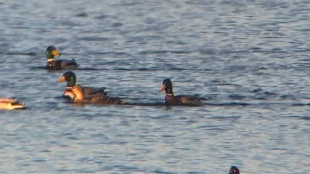 Germano reale - ML648889605