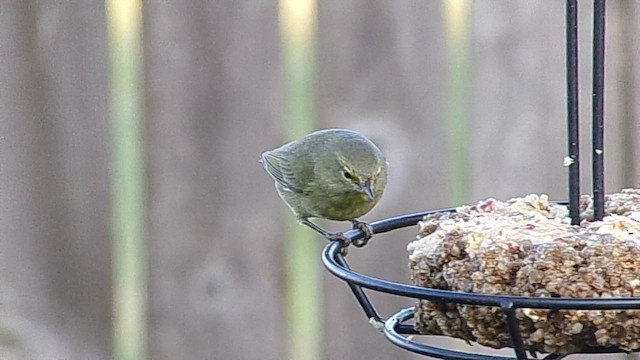 Orange-crowned Warbler - ML648889658