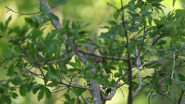 Striped Pipit - ML648889661