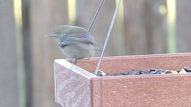 Pine Warbler - ML648889694