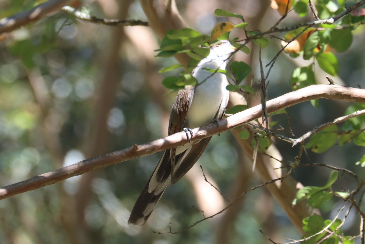 Yellow-billed Cuckoo - ML648889856