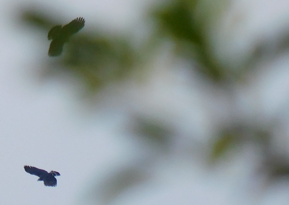 Hook-billed Kite - ML648889898