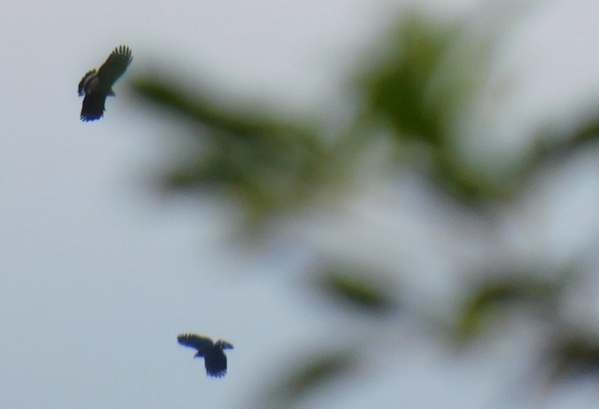Hook-billed Kite - ML648889899