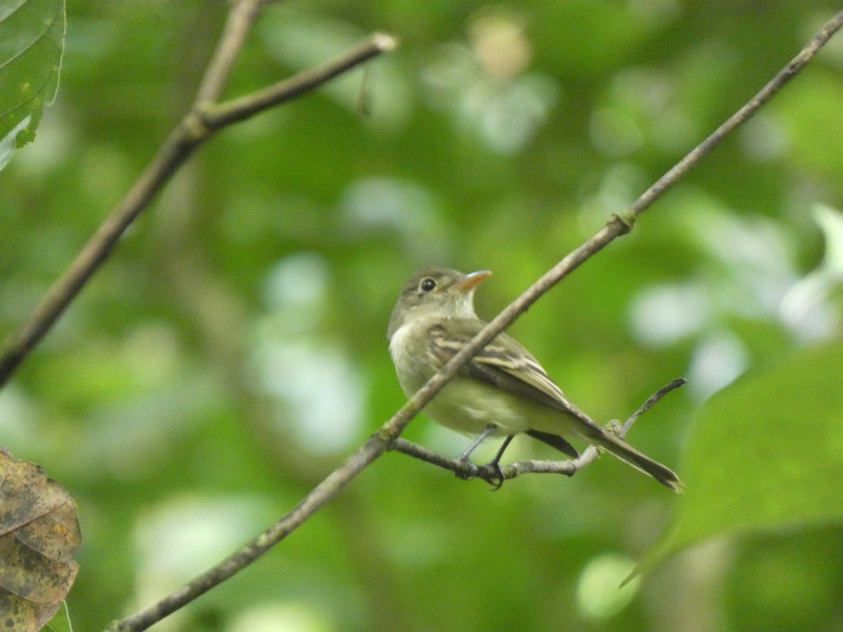 Acadian Flycatcher - ML648889948