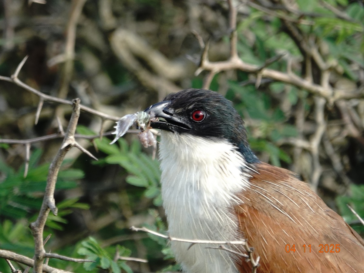 Burchell Kukalı - ML648889983