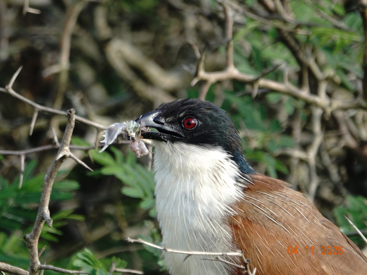 Burchell Kukalı - ML648889984