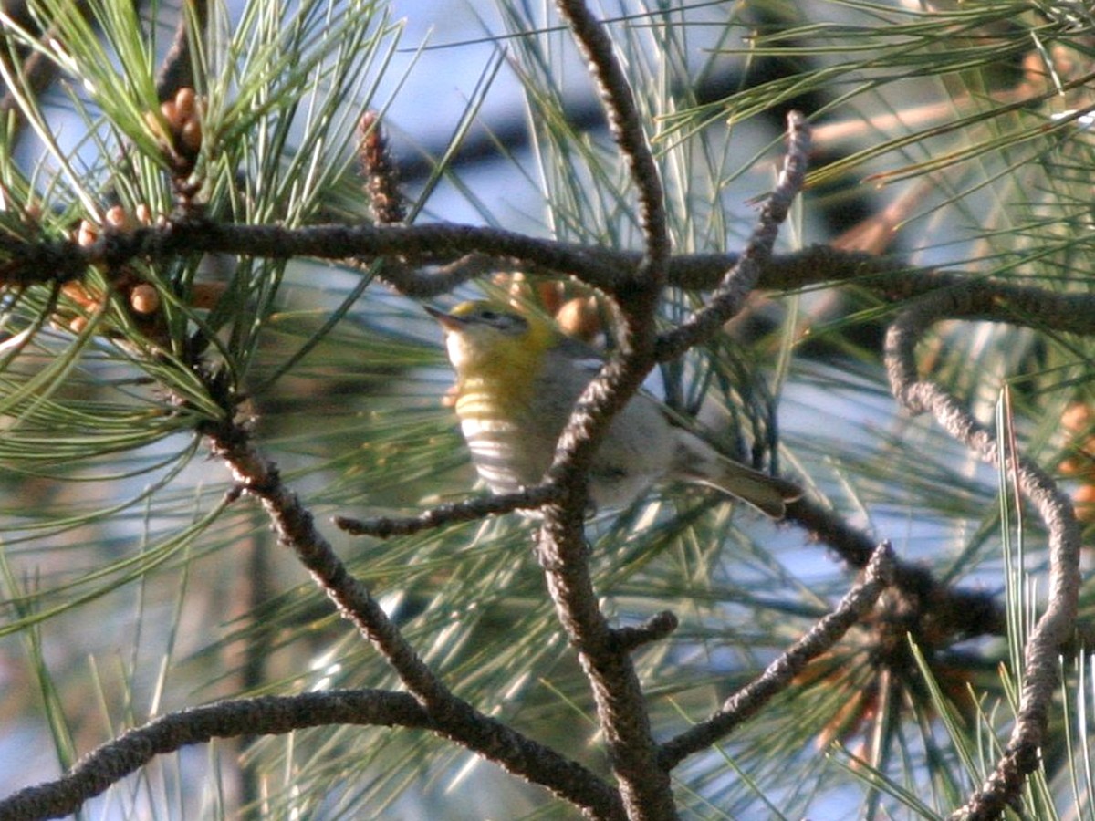 Olive Warbler - ML648890044