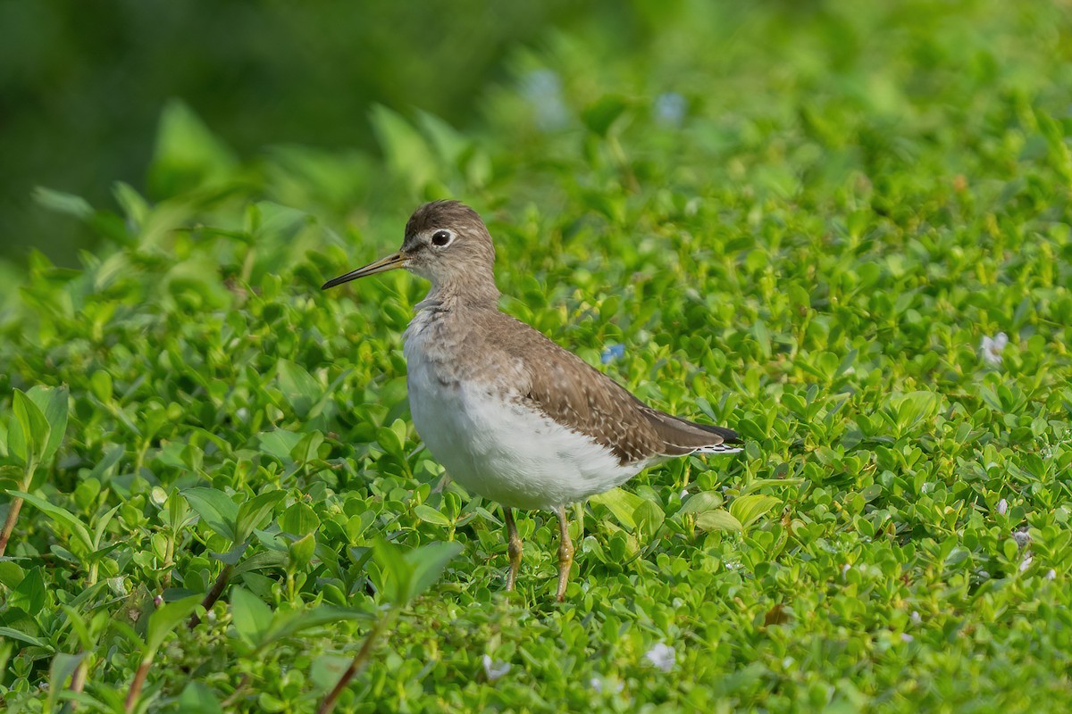 Solitary Sandpiper - ML648890061