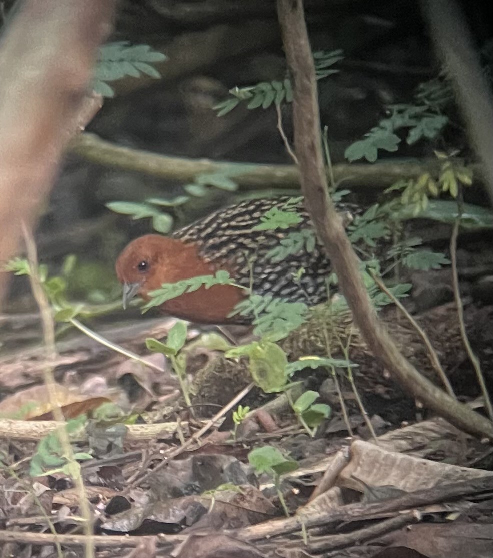 Buff-spotted Flufftail - ML648890069