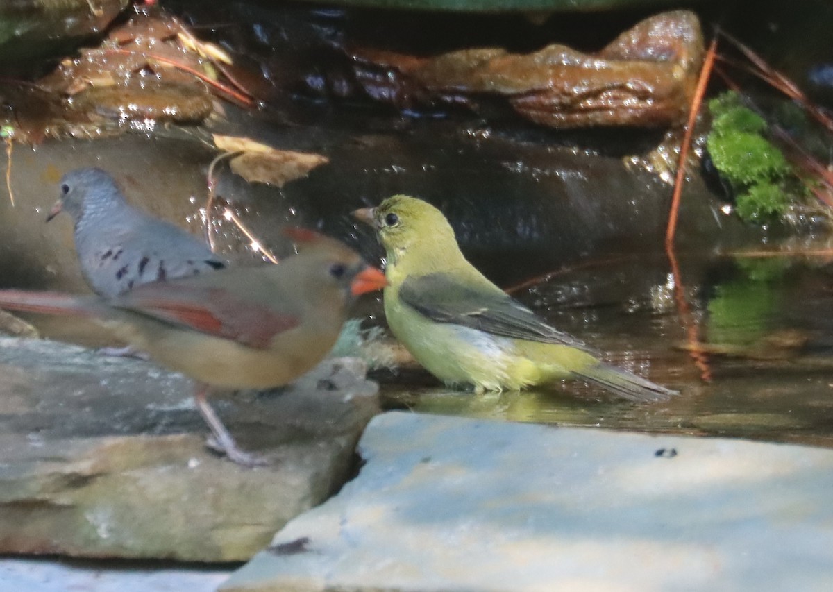 Scarlet Tanager - ML648890141