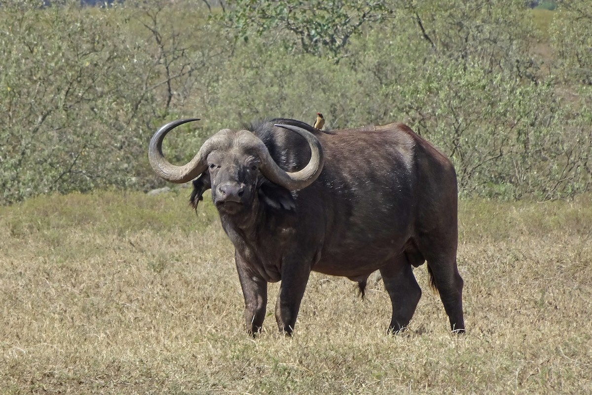 Капский буйвол - ML648890327