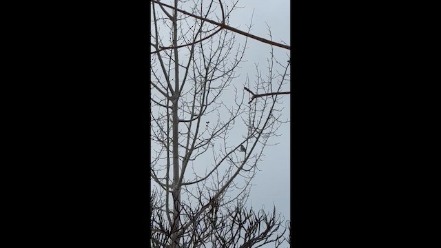 Northern Shrike - ML648890368