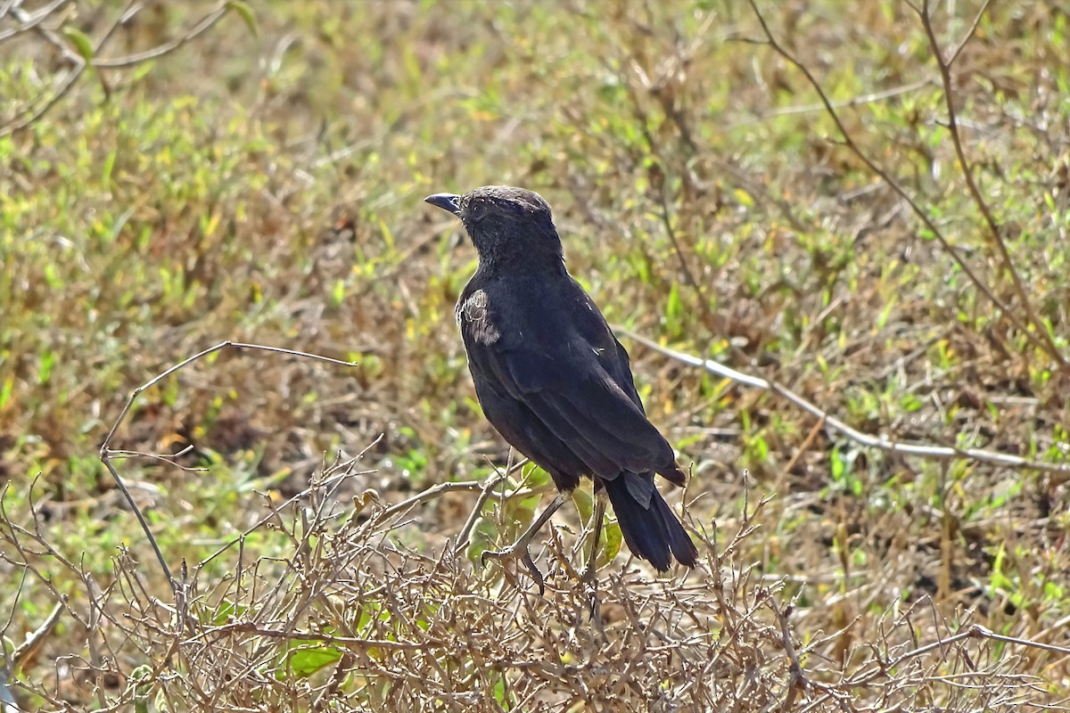 Саванная термитница - ML648890516