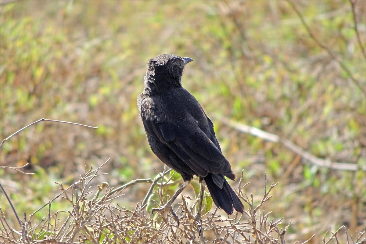 Саванная термитница - ML648890517