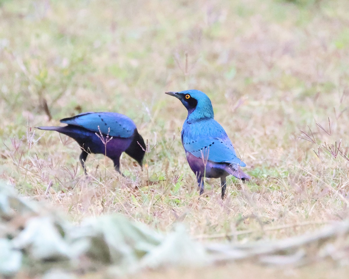 Бронзовохвостый спрео - ML648890567