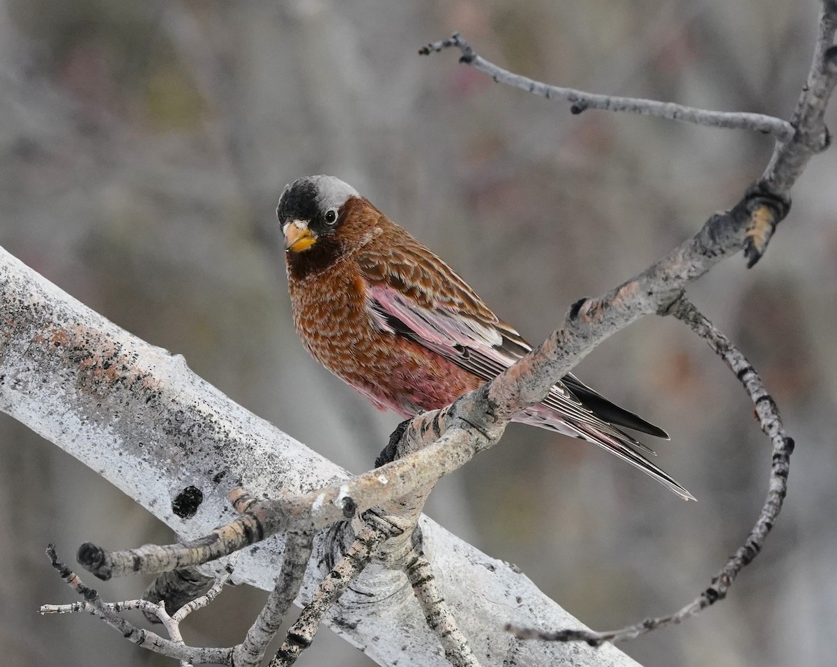 Gray-crowned Rosy-Finch - ML648890570