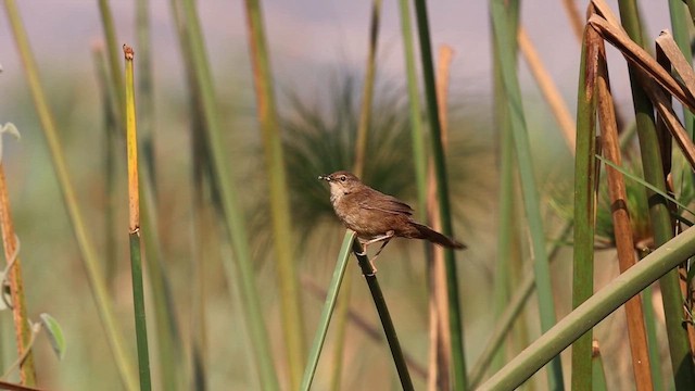 Highland Rush Warbler - ML648890652