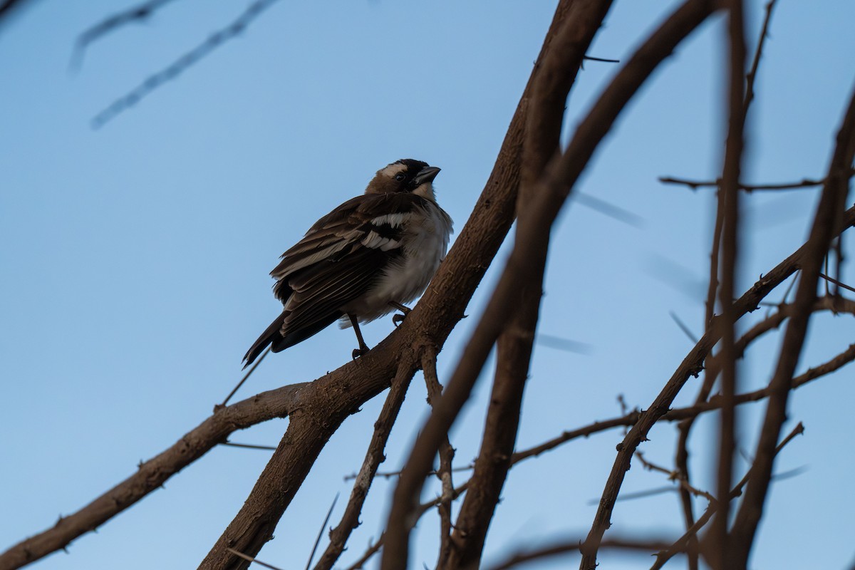 Белобровый коробиндо - ML648890731