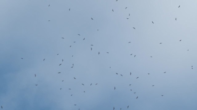European Honey-buzzard - ML648890861