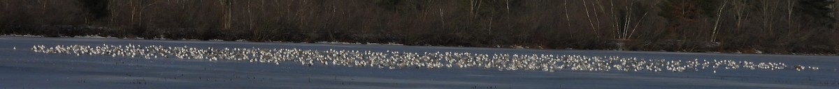 Gaviota/Gavión sp. - ML648890995