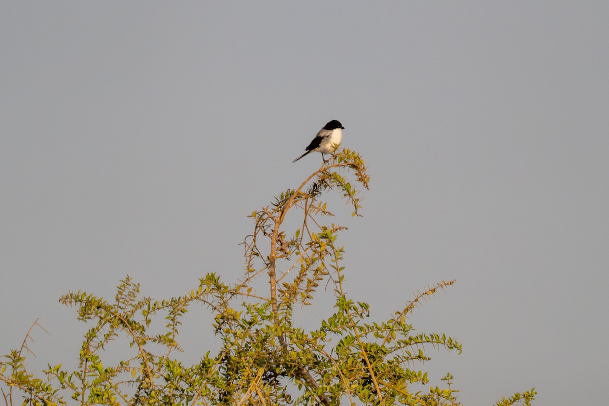 Тайтасский фискал - ML648891272