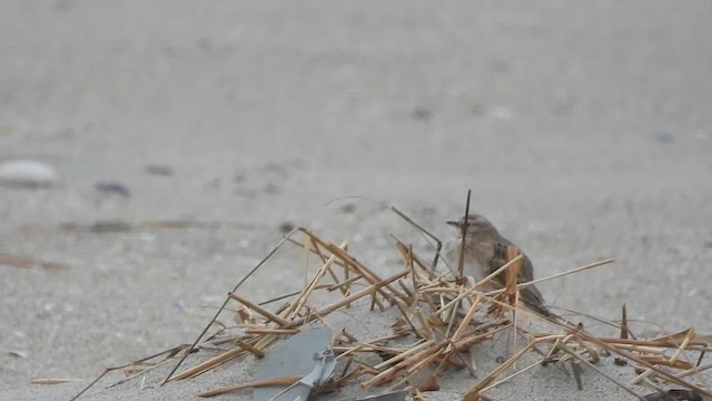 Horned Lark - ML648891300