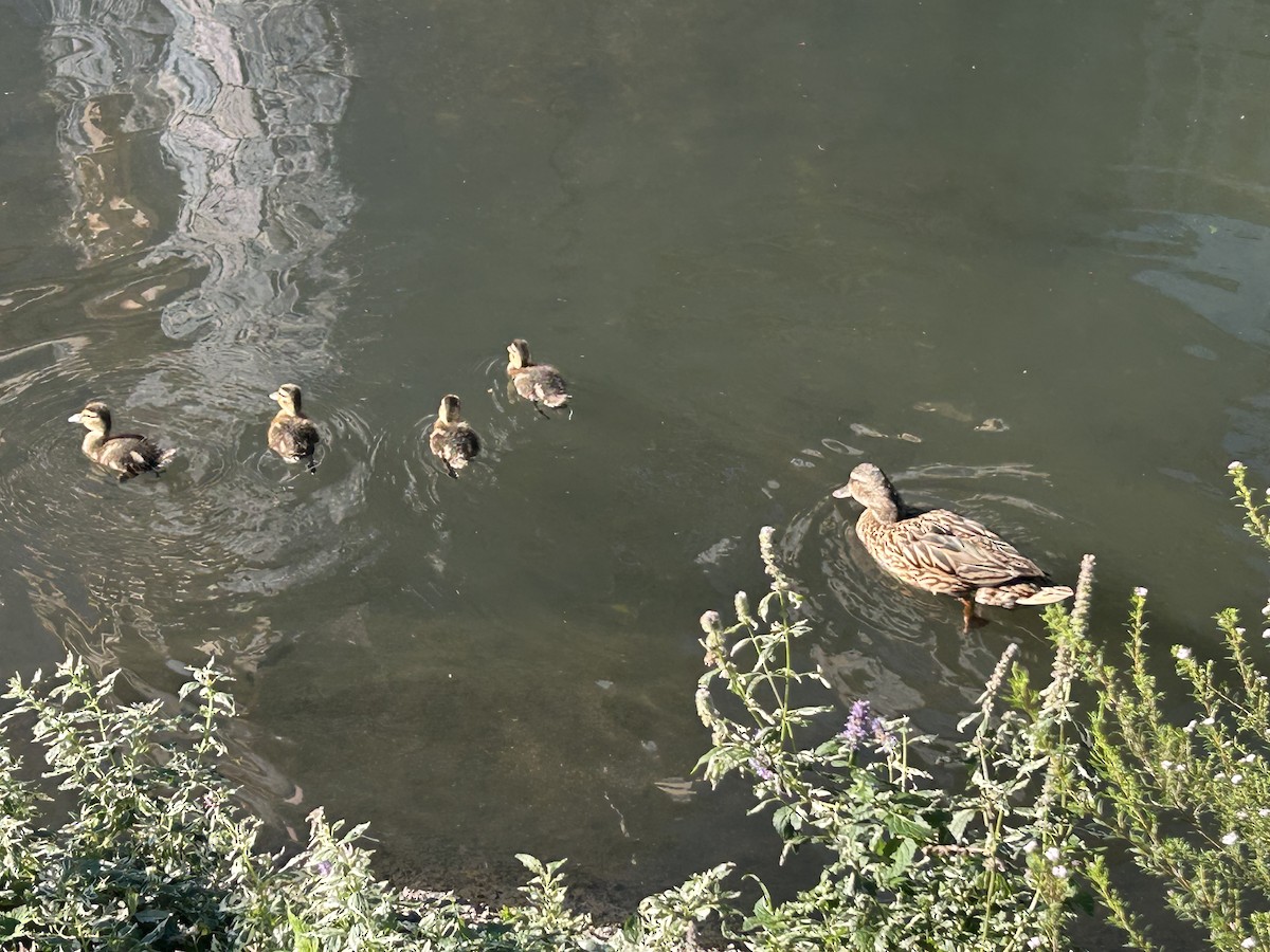 Germano reale - ML648891329