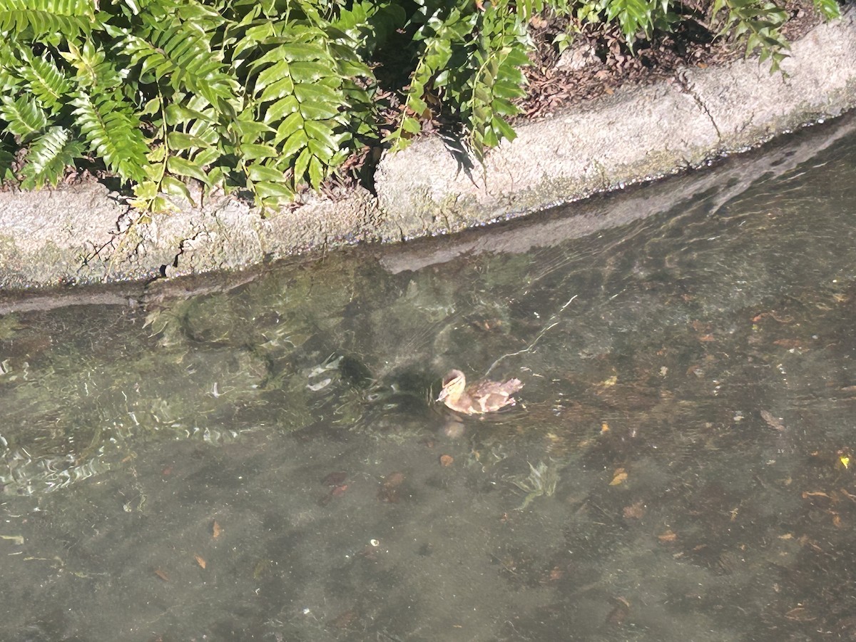 Germano reale - ML648891330