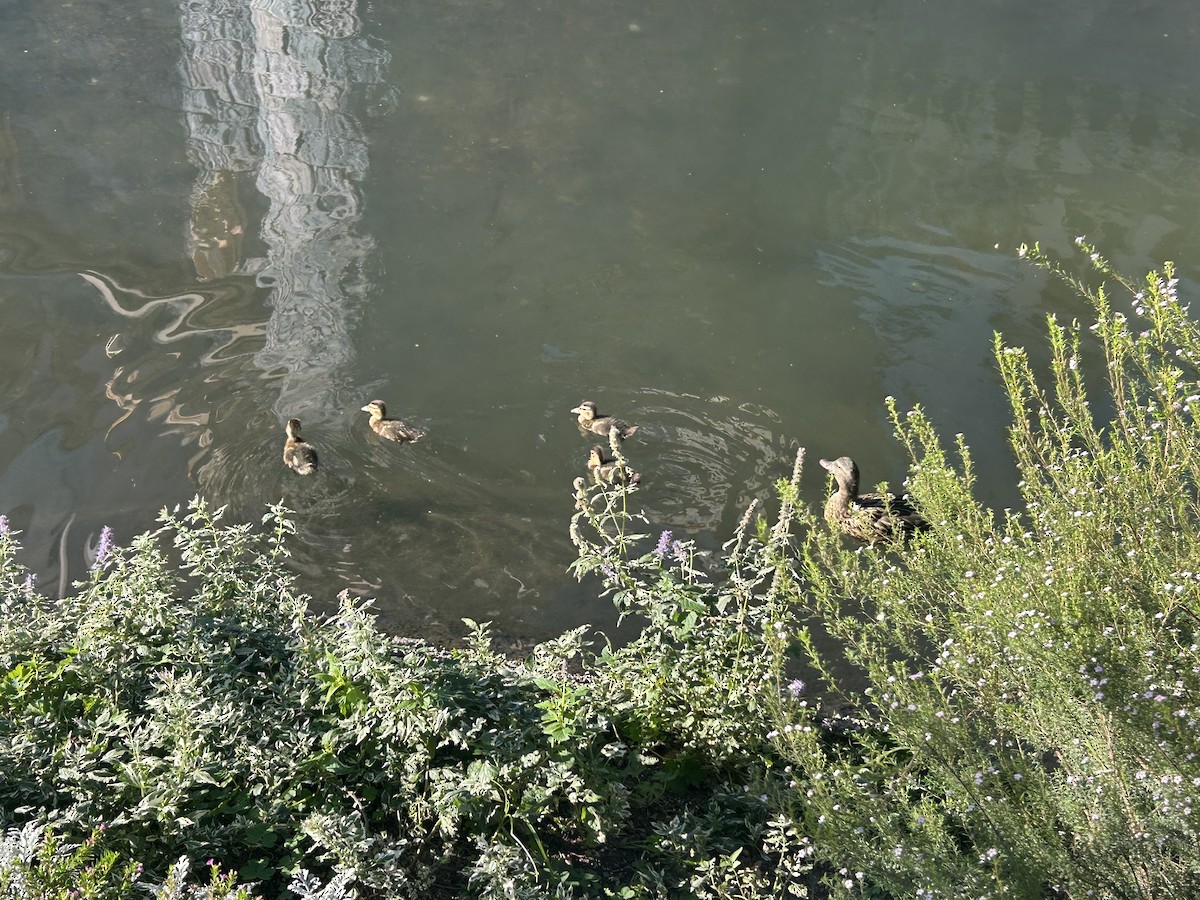 Germano reale - ML648891332