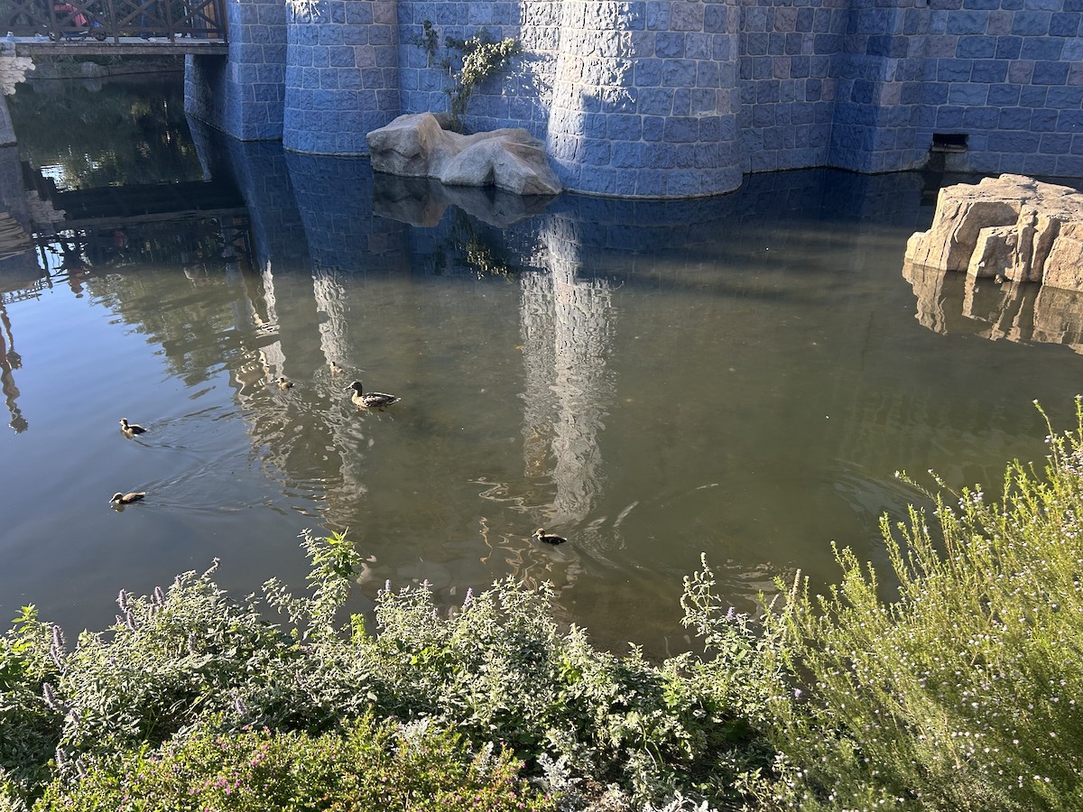 Germano reale - ML648891333