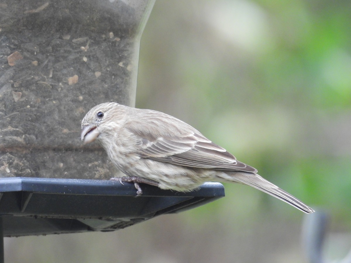 House Finch - ML648891551