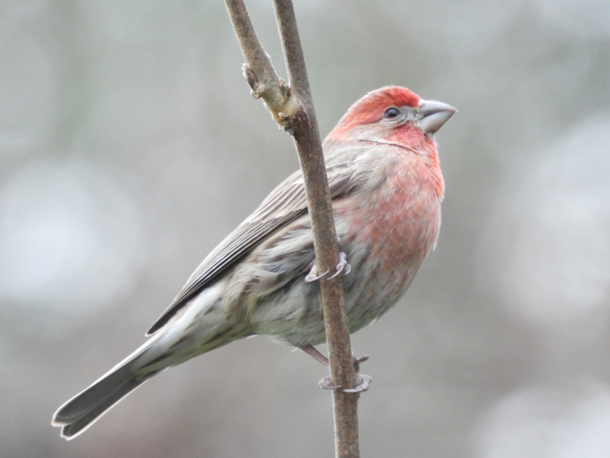 House Finch - ML648891554