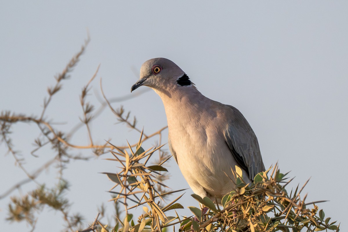 Очковая горлица - ML648891620