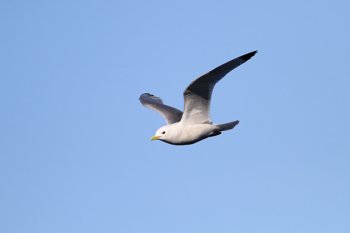 Black-legged Kittiwake (tridactyla) - ML64889181