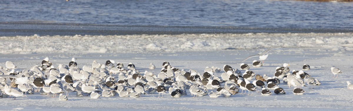 Gaviota/Gavión sp. - ML648891851
