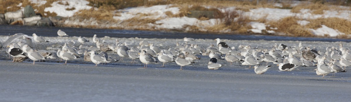 Gaviota/Gavión sp. - ML648891856