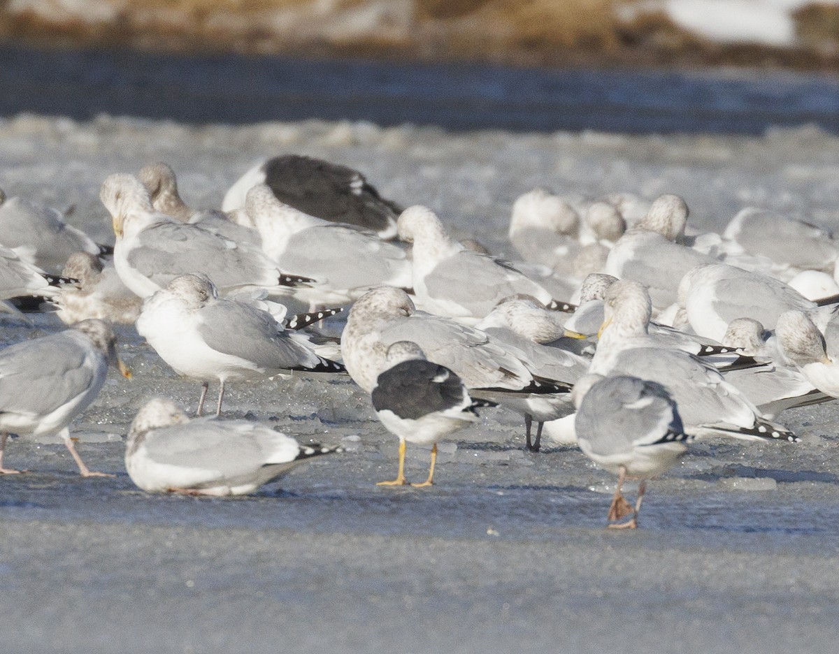 Gaviota/Gavión sp. - ML648891864
