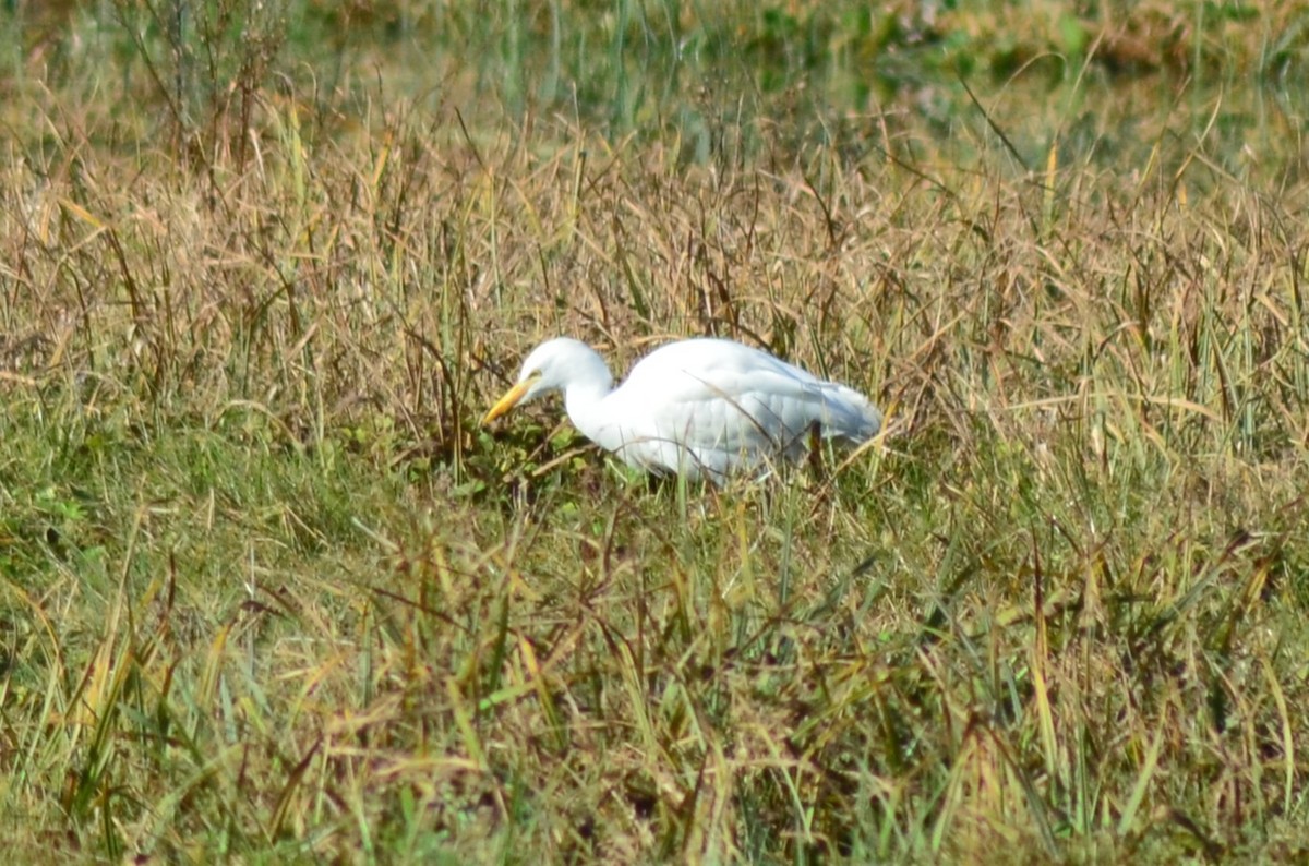 Garcilla Bueyera Occidental - ML648891887