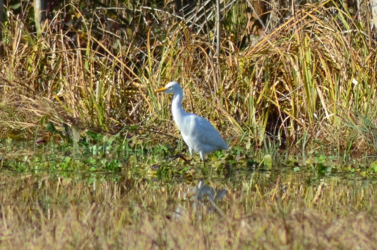 Garcilla Bueyera Occidental - ML648891888