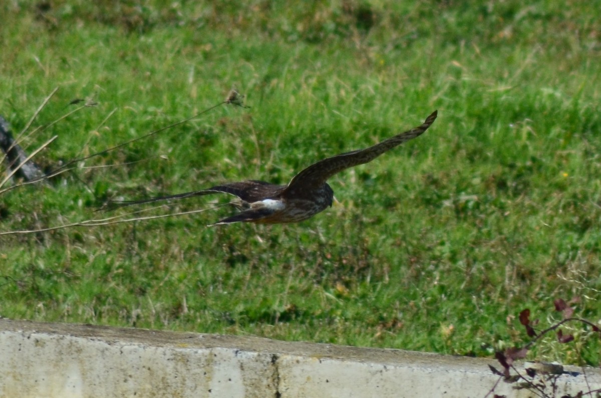 Aguilucho Pálido - ML648891912