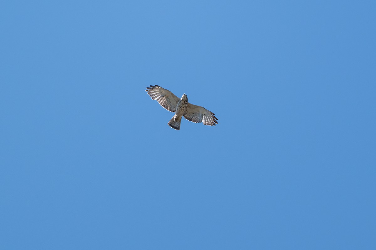 Busardo Aliancho - ML648891920