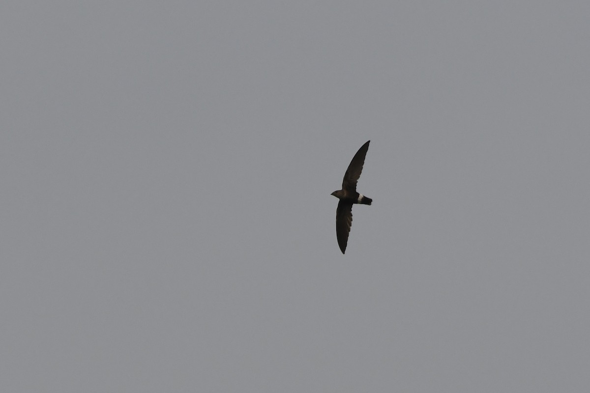 Mottled Spinetail - ML648891965