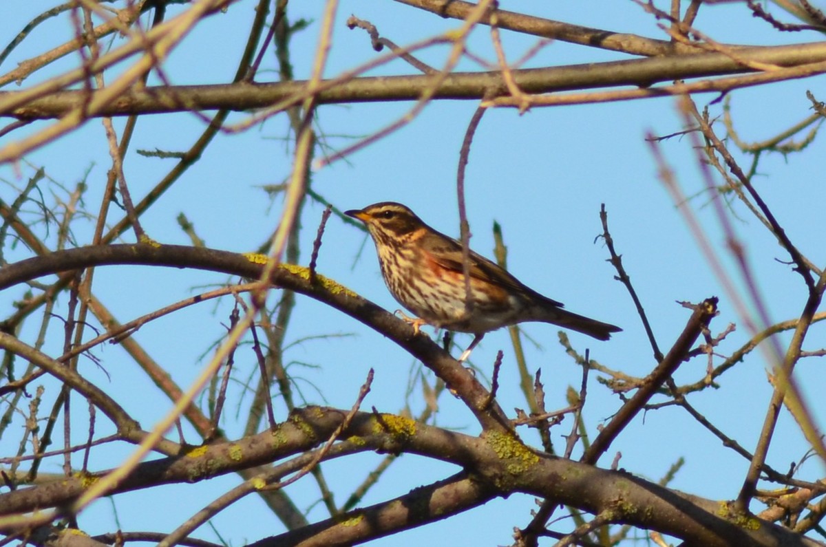 Zorzal Alirrojo - ML648892038