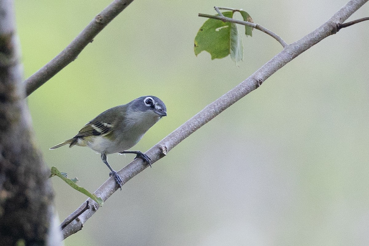 Blue-headed Vireo - ML648892309