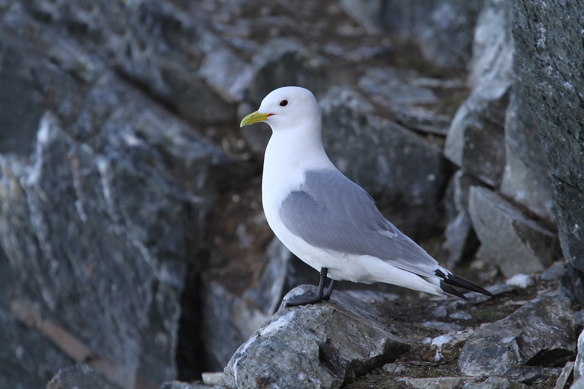 Black-legged Kittiwake (tridactyla) - ML64889231