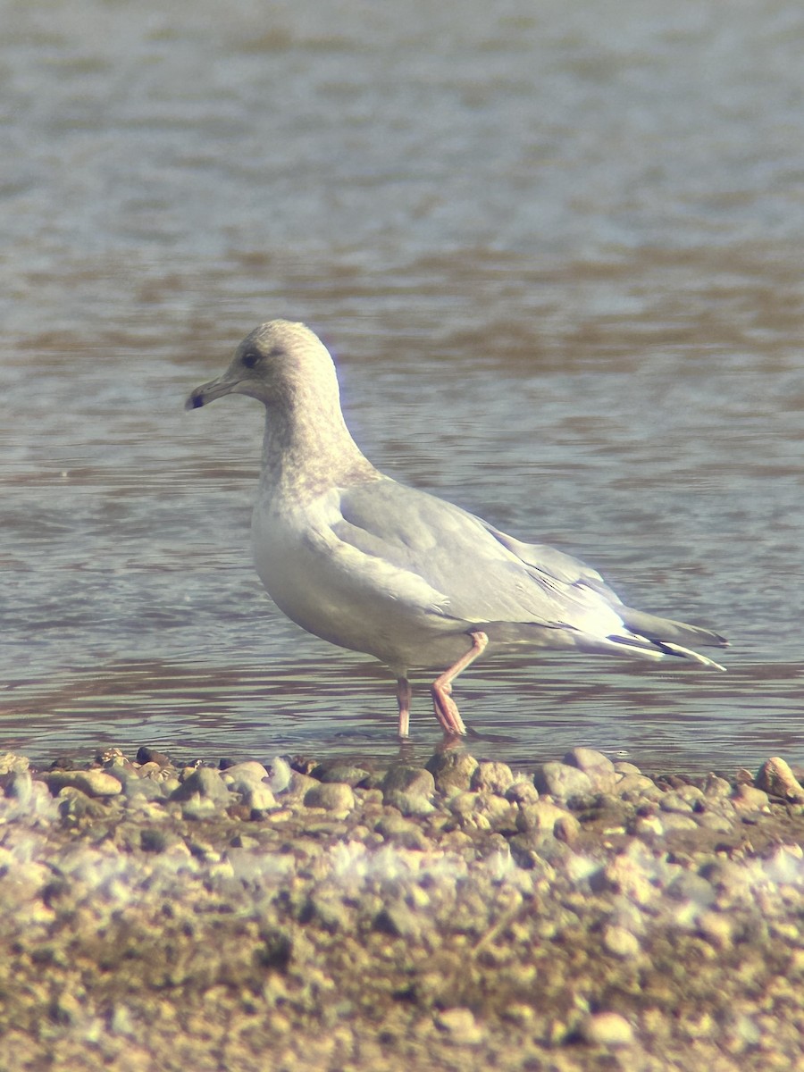 Gaviota Groenlandesa (Esquimal) - ML648892581