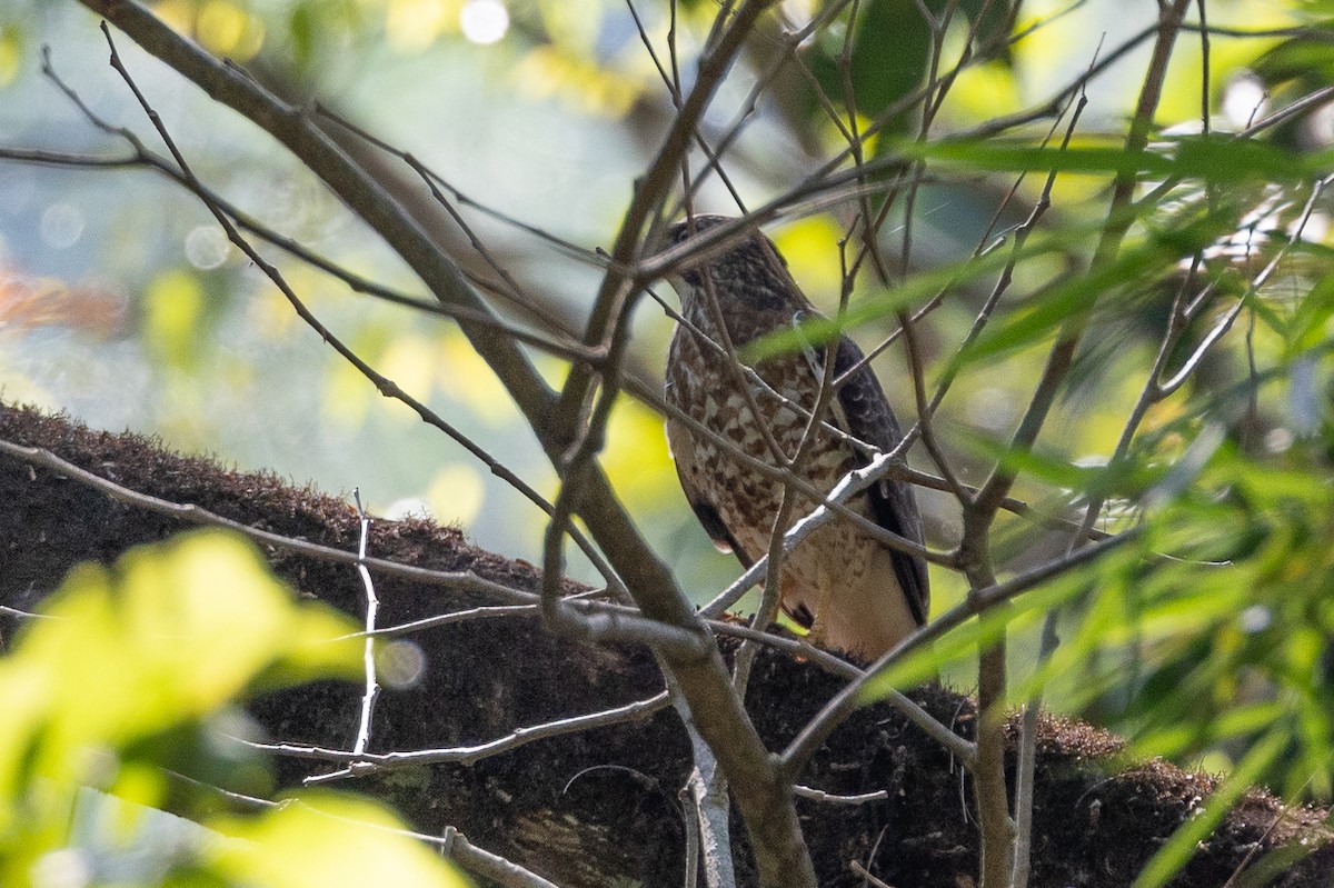 Busardo Aliancho - ML648892856