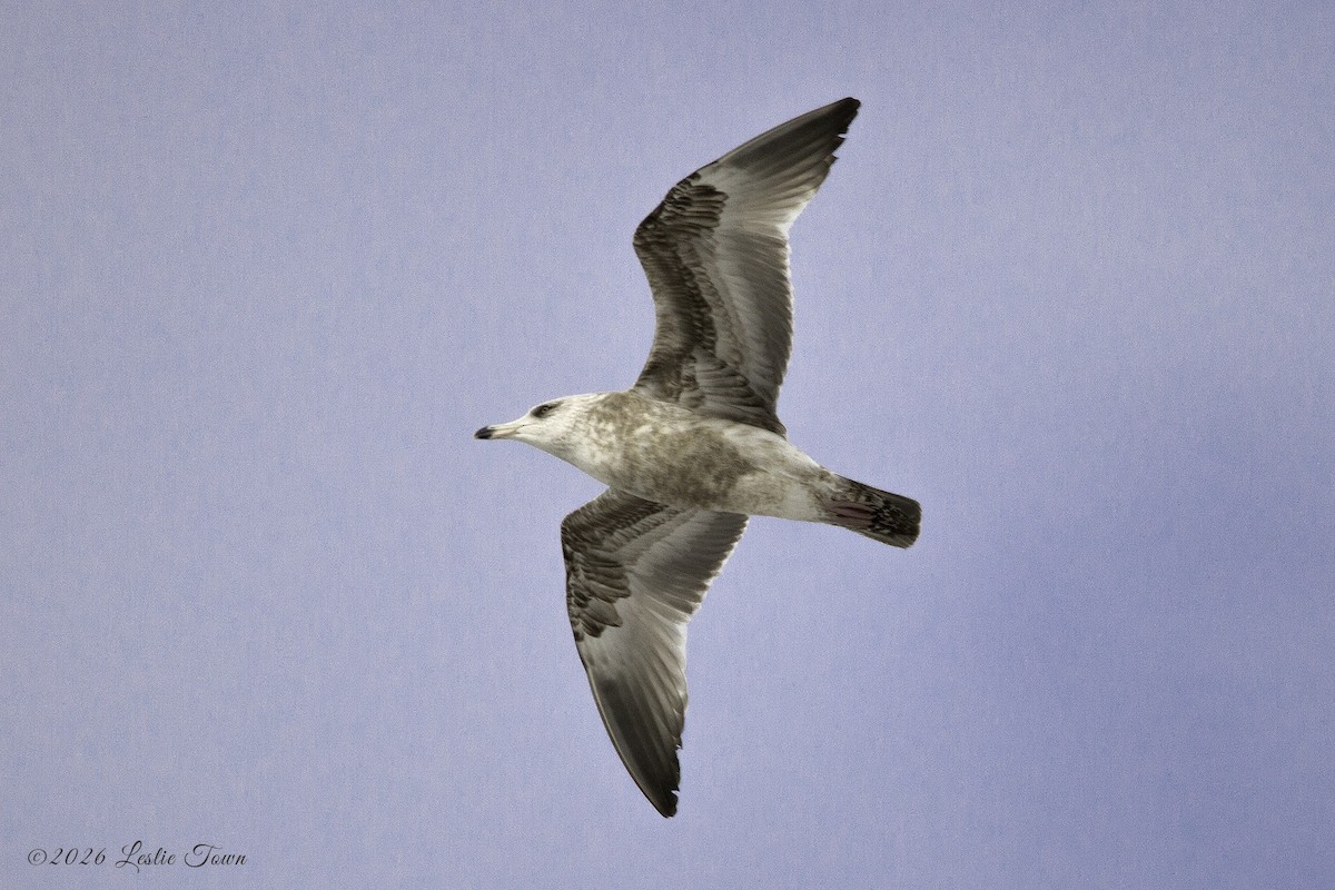 Gaviota/Gavión sp. - ML648893011