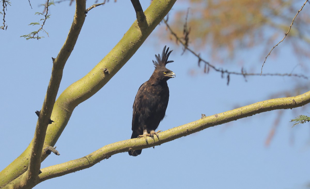 Длиннохохлый орёл - ML648893344