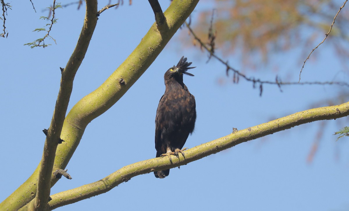 Длиннохохлый орёл - ML648893437